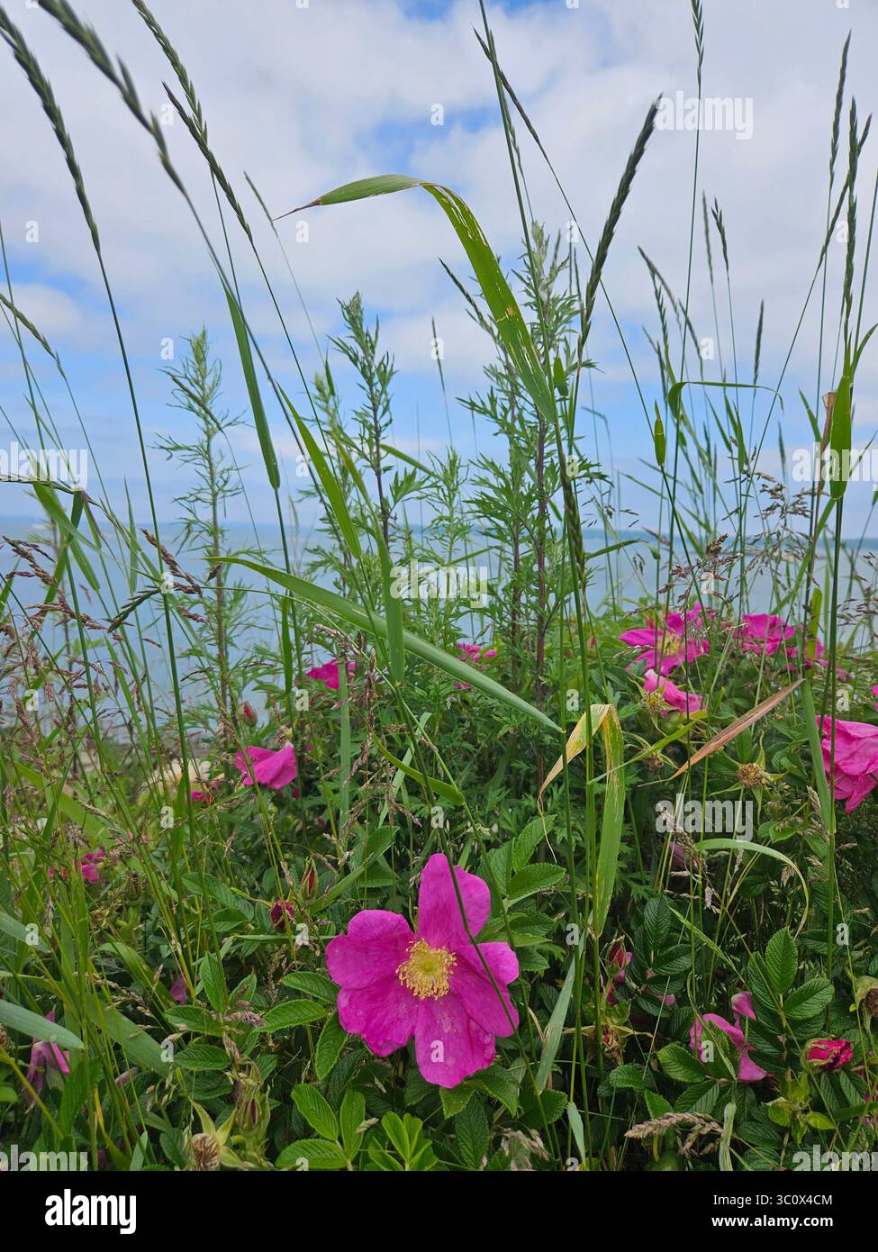 Maine coastline by Portland Head Light, abundant wildflowers - Smartphone Captured Stock Image