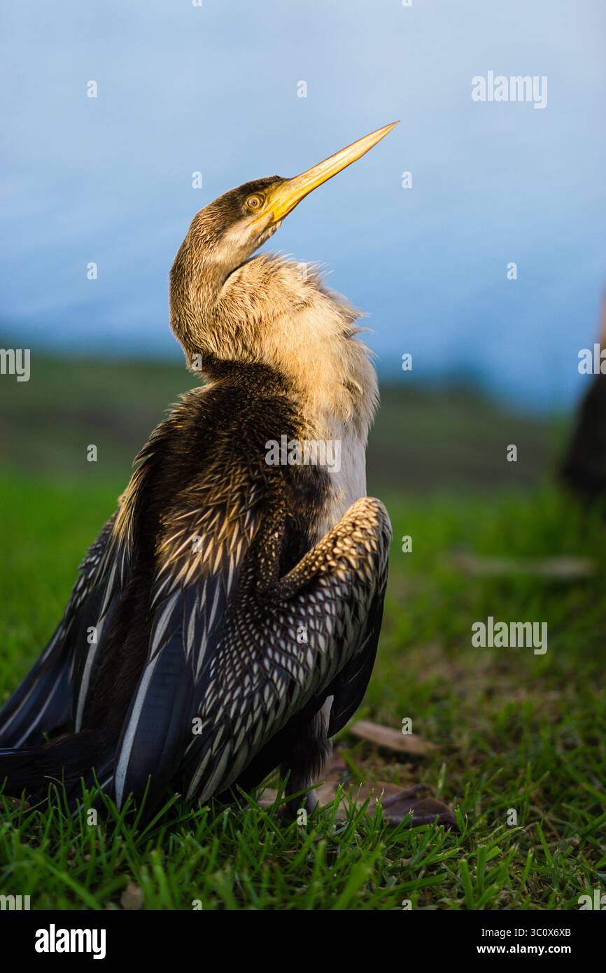 Anhinga Drying Australiasian darter (Anhinga novaehollandiae) drying its feathers on ...