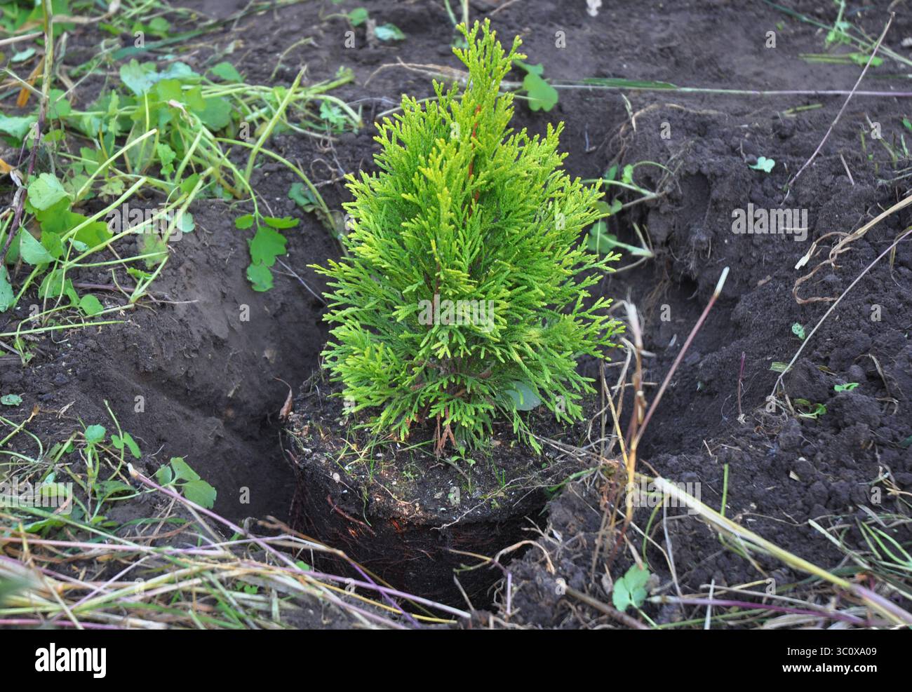 Thuja tree planting in the garden, Thuja tree care Stock Photo