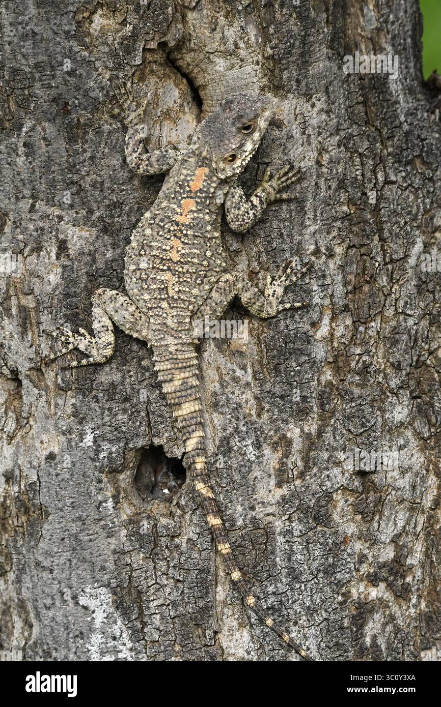 Agama lizard on tree trunk - camouflage Stock Photo