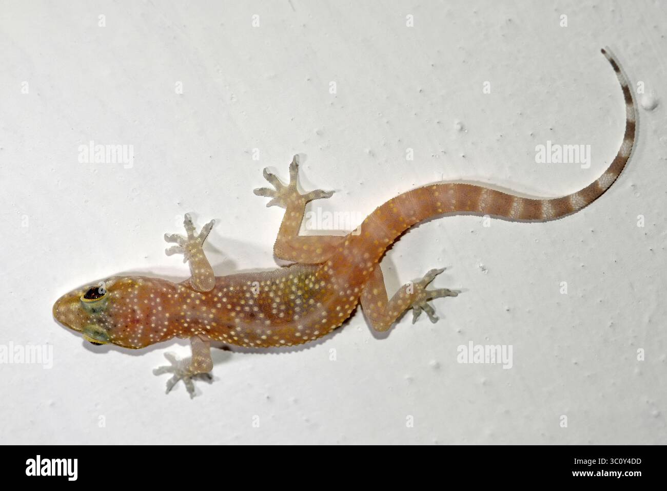 House gecko on wall Stock Photo