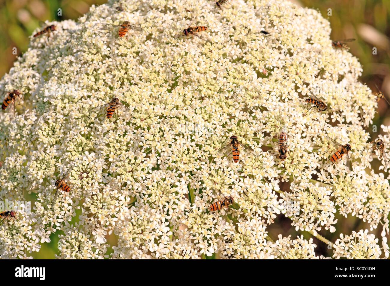 Hoverfly group on white flowers Stock Photo