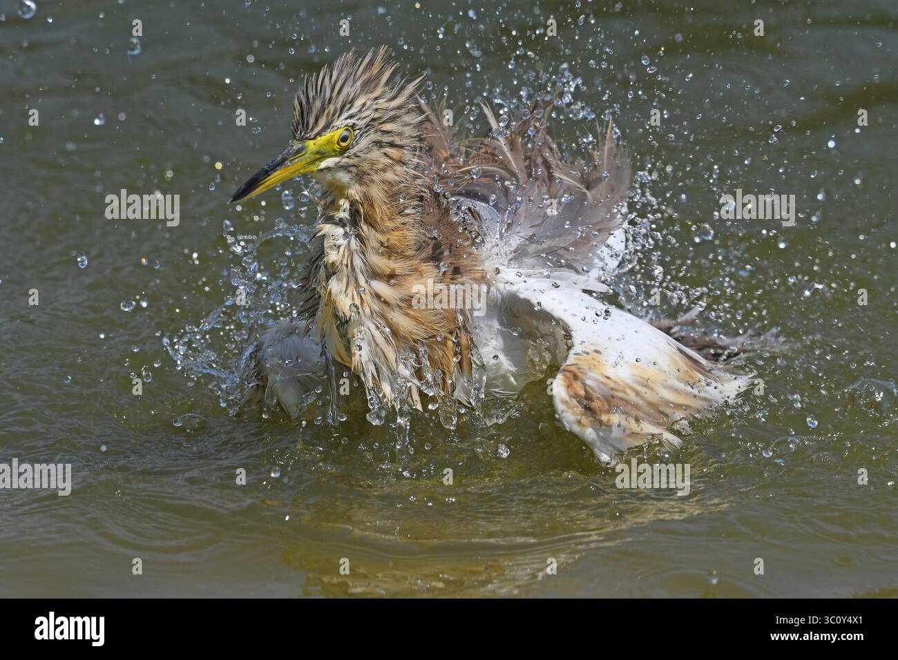 Squacco heron bathing Stock Photo