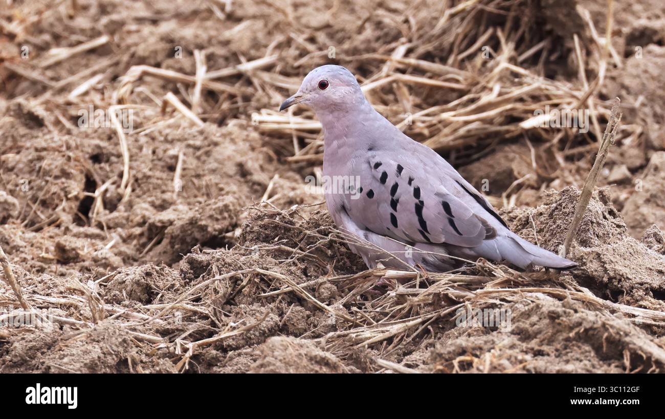 Ecuadorian ground dove (Columbina buckleyi), neotropical bird Stock Photo