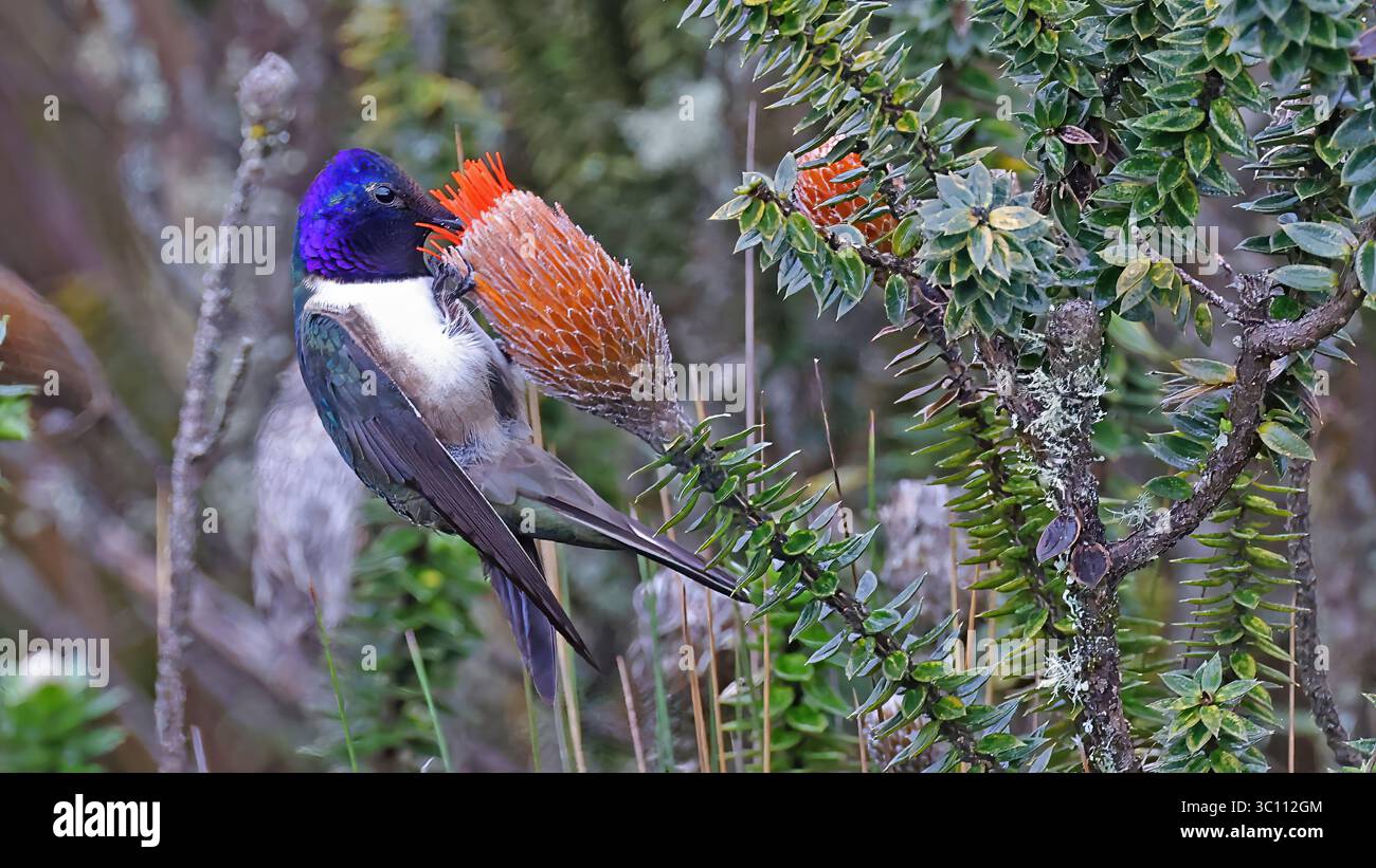 Ecuadorian hillstar feeding at a flower (Oreotrochilus chimborazo), hummingbird of Ecuador Stock Photo