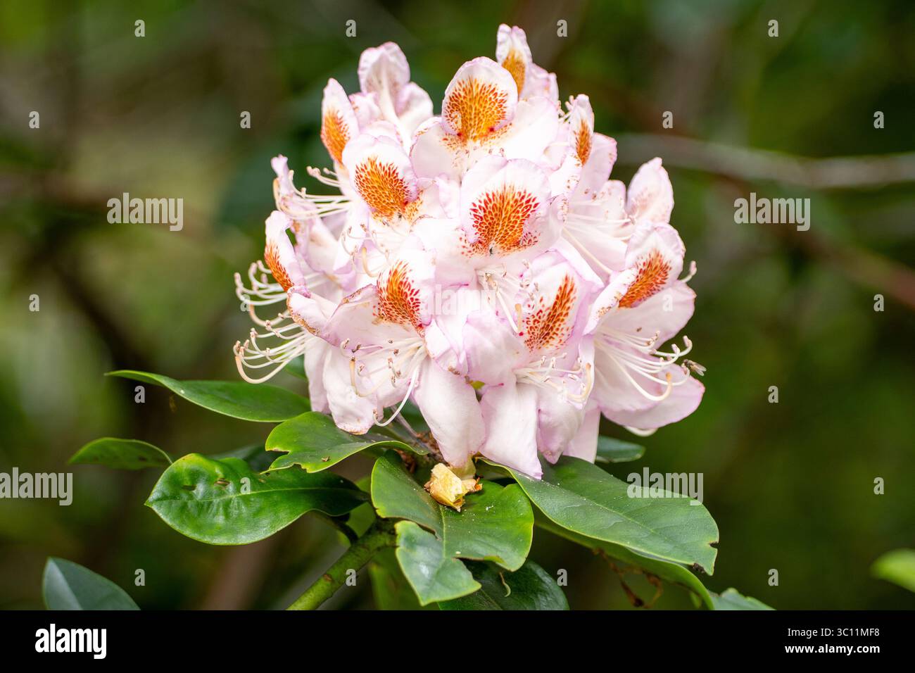 Invasive garden flower hi-res stock photography and images - Alamy