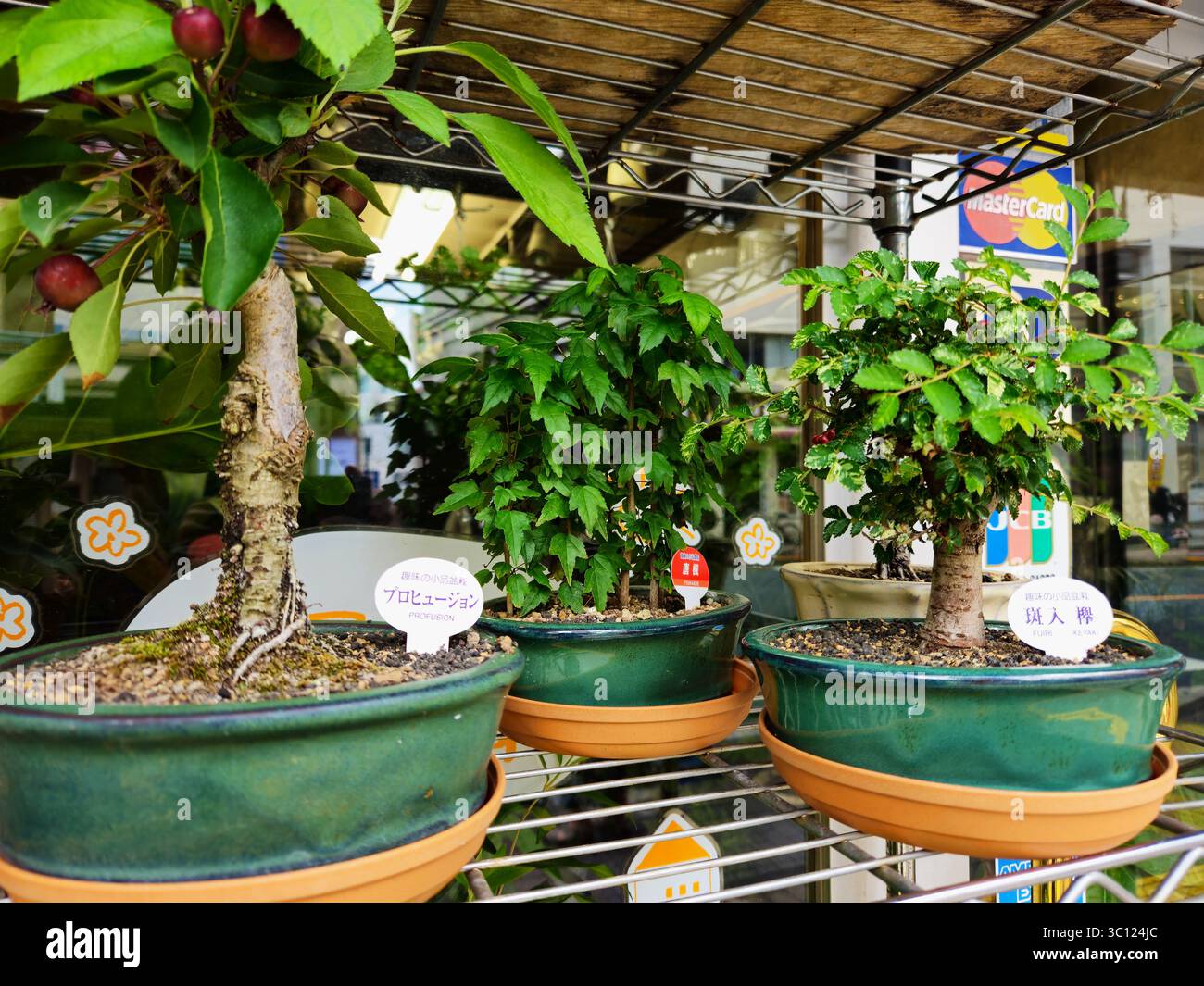 Mini Bonsai Trees on Japanese Storefront Shelf in Green Ceramic Pots Stock Photo