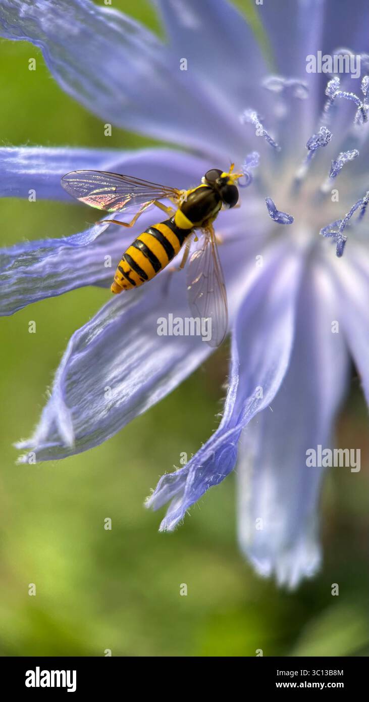 Black and yellow color hoverfly nectaring blue chicory flower macro photography. - Smartphone Captured Stock Image