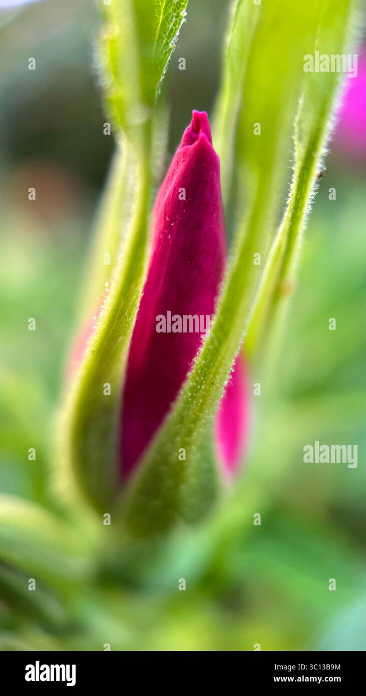 A bud of a rose macro photography. A close up of a rose bud. - Smartphone Captured Stock Image