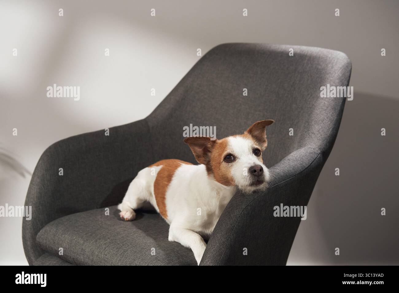 A Jack Russell Terrier looks up while sitting calmly on a dark modern chair in soft lighting. Stock Photo