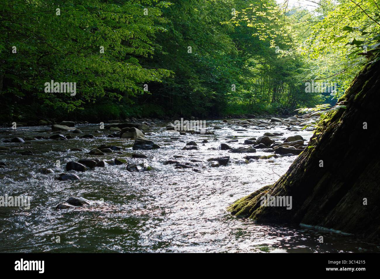 nature landscape with lyuta river in foliage forest. rocks in fresh water stream. wild outdoor scenery in summer. beautiful green environment backgrou Stock Photo