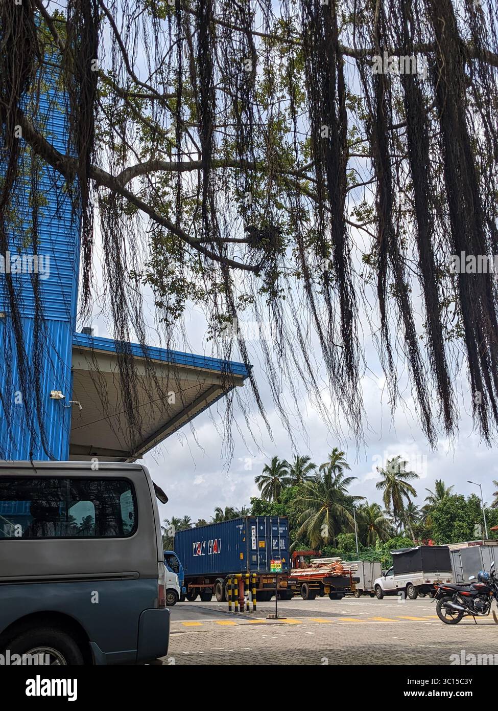 A busy roadside scene with vehicles, a blue building, and container trucks under hanging tree branches. - Smartphone Captured Stock Image