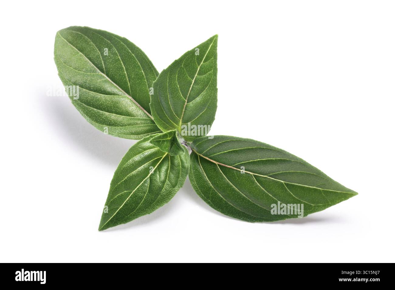 Thai or Holy Basil (Ocimum sanctum) leaves. Clipping paths, shadows ...