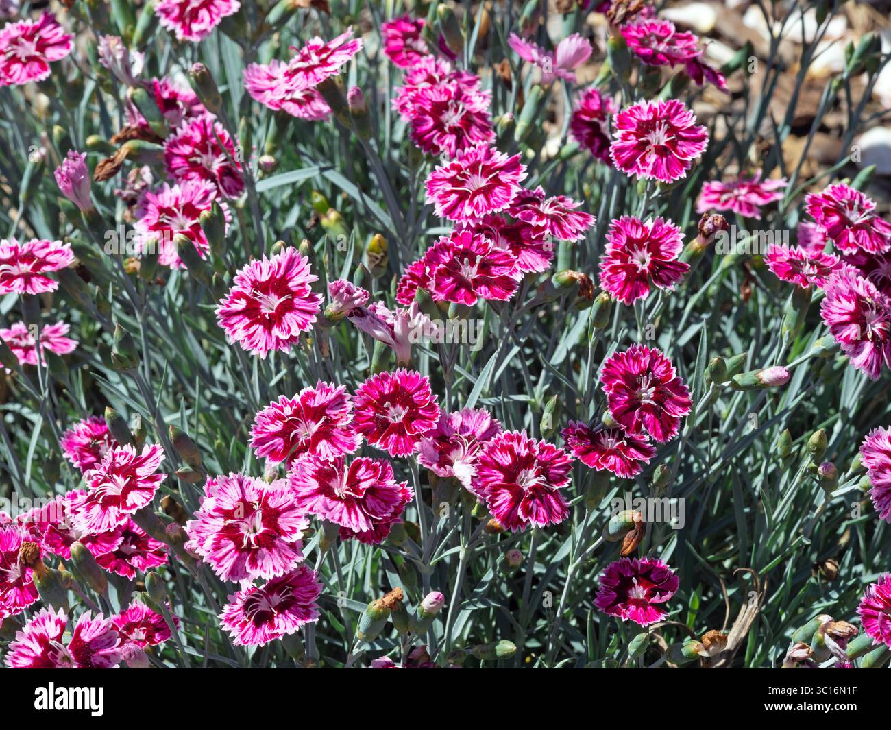 Mini carnations, Dianthus caryophyllus, flowering in a garden Stock Photo