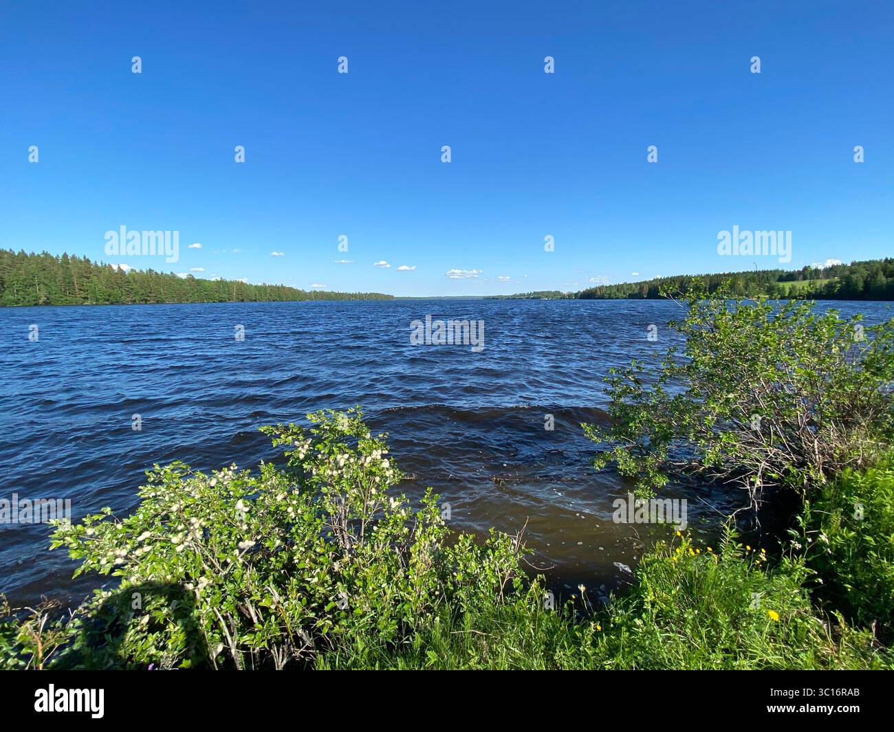 A beautiful summer day at a tranquil lake surrounded by lush greenery. - Smartphone Captured Stock Image