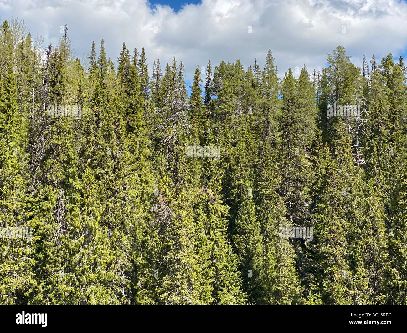 A view of lush green trees in a vibrant forest beneath a cloudy sky. - Smartphone Captured Stock Image