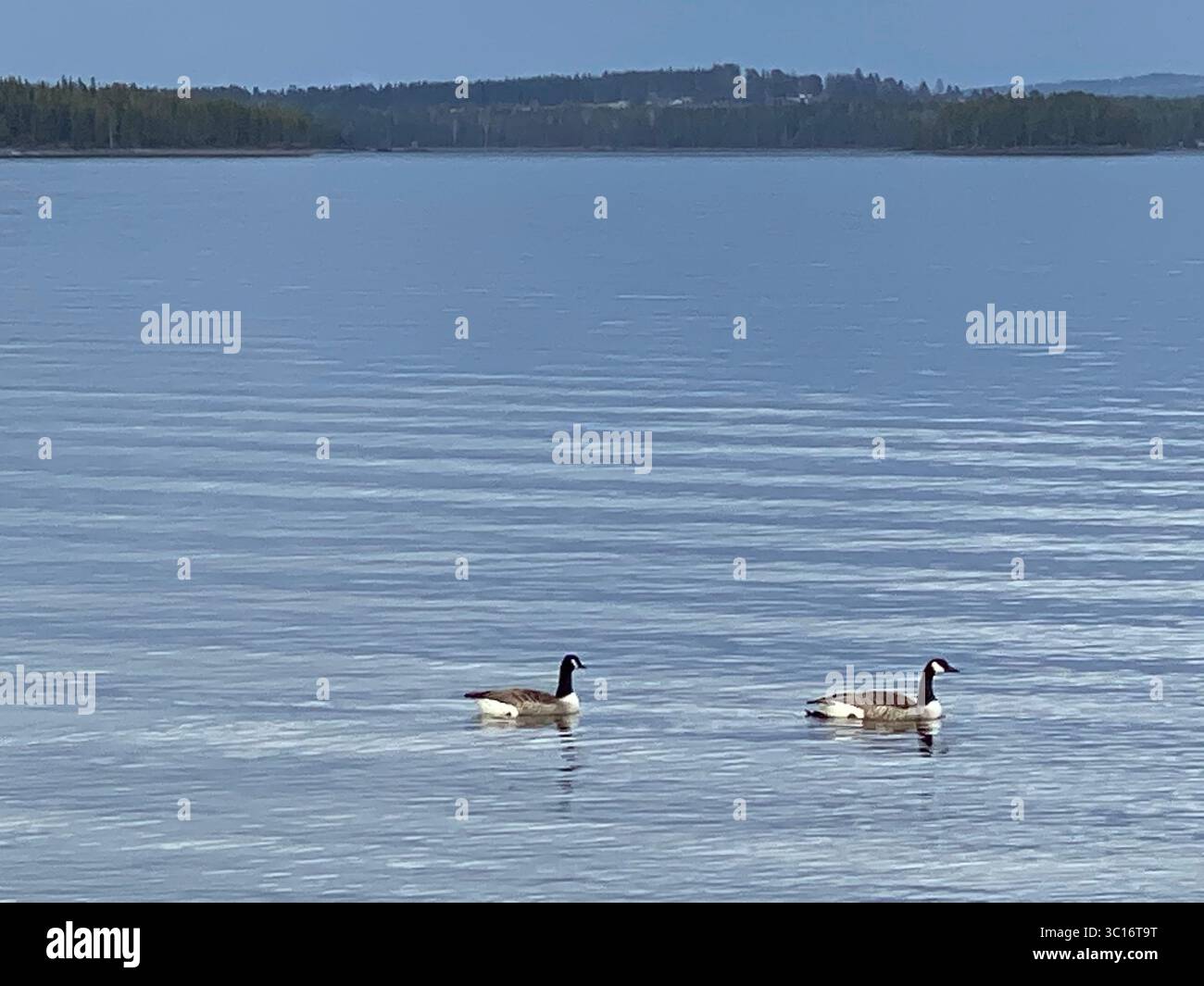 Two Canadian geese enjoy a peaceful swim on the calm surface of a tranquil lake, surrounded by nature. - Smartphone Captured Stock Image