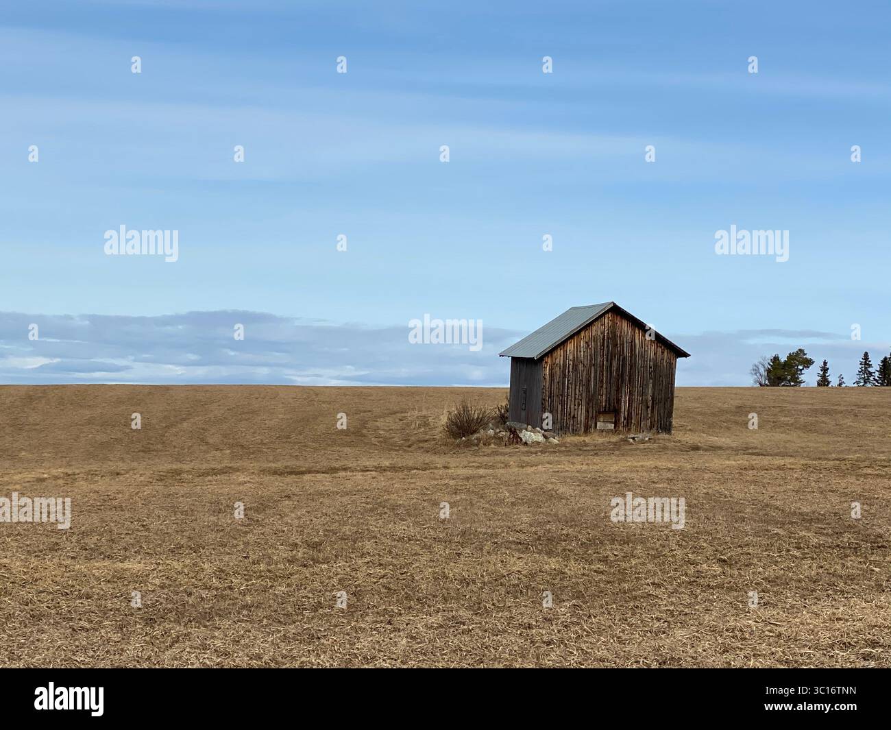 A weathered wooden barn stands in a vast, empty field under a bright blue sky. - Smartphone Captured Stock Image