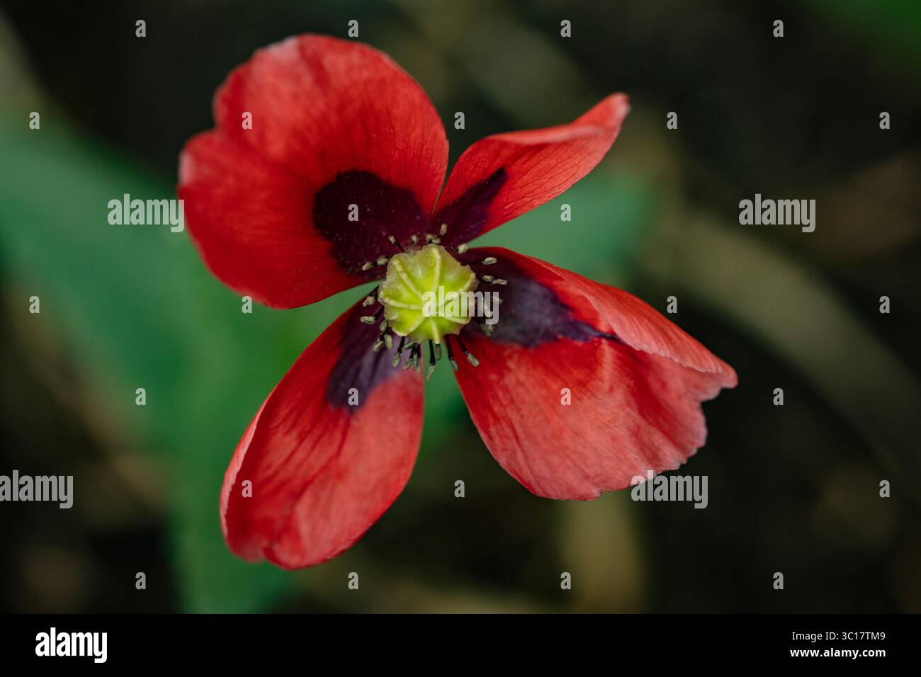 Natural close up moody flowering plant portrait of Red Poppy with a ...