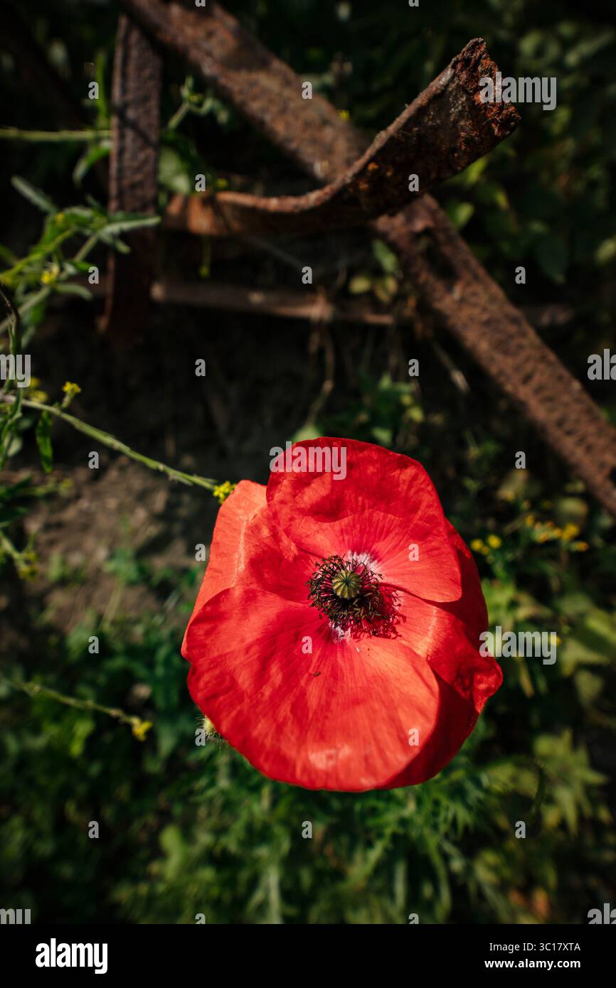 Natural close up moody flowering plant portrait of Red Poppy with a ...
