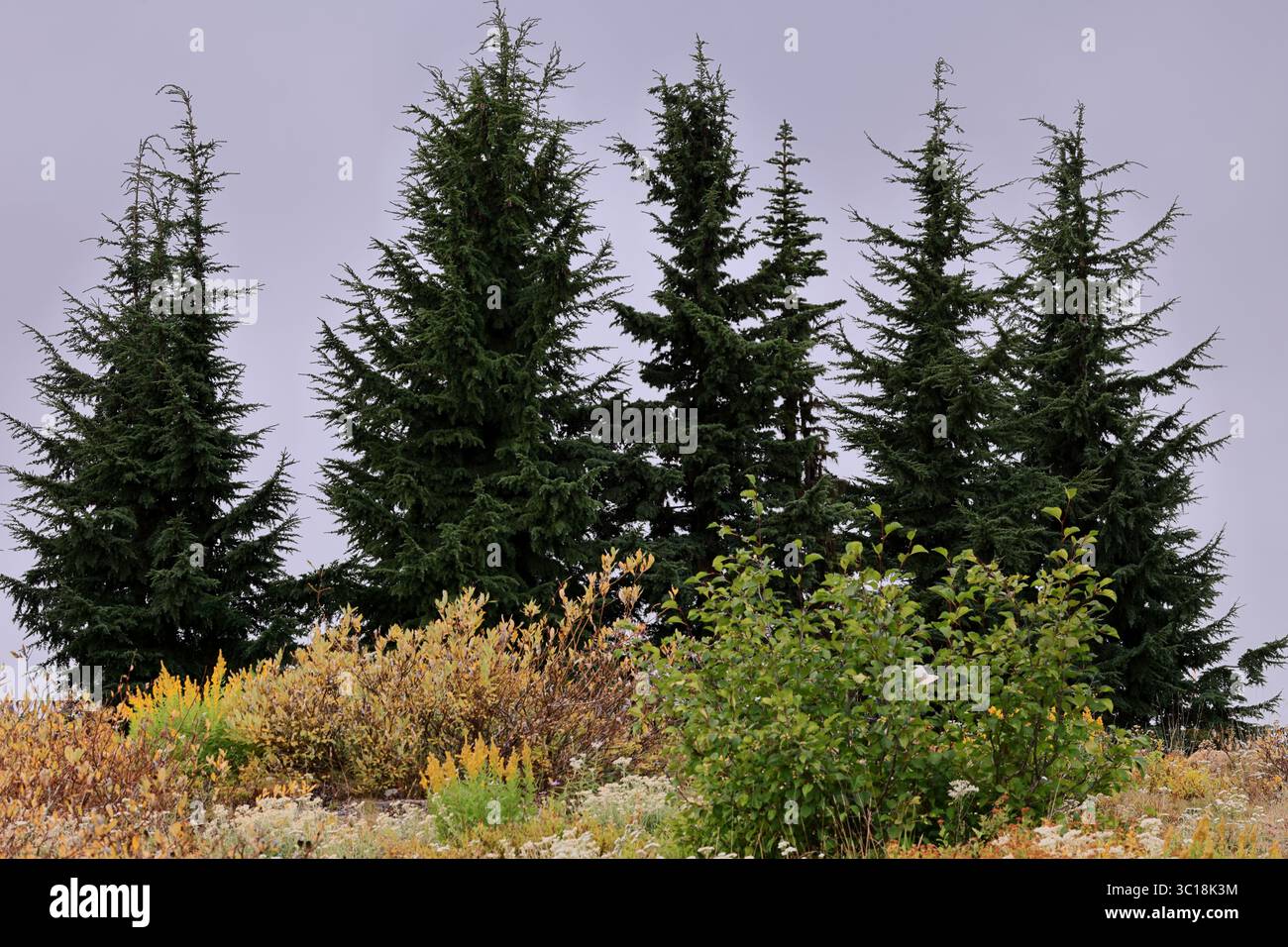 Golden undergrowth meets towering evergreens beneath a brooding gray ...
