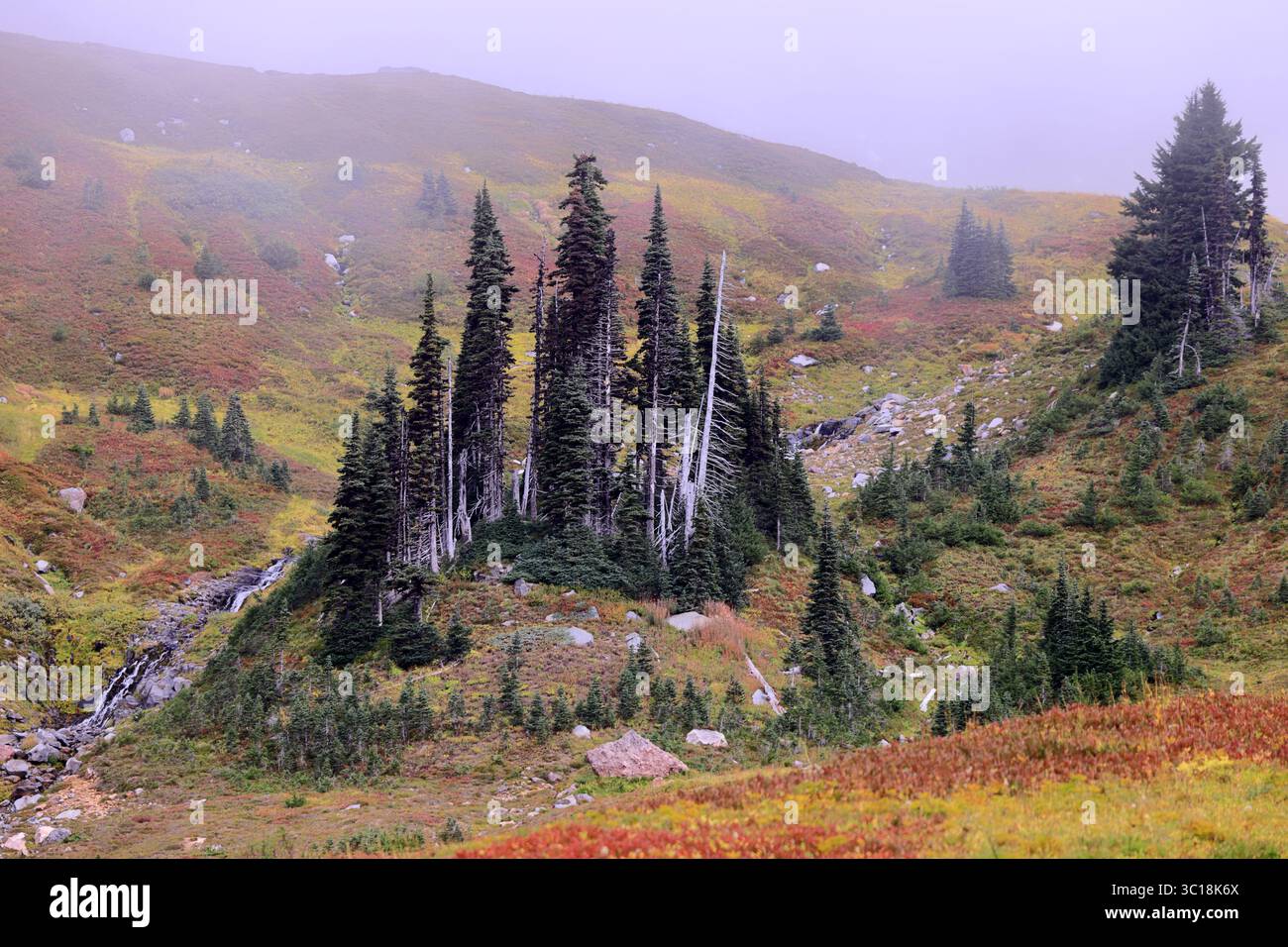 Scrub forest zone hi-res stock photography and images - Alamy