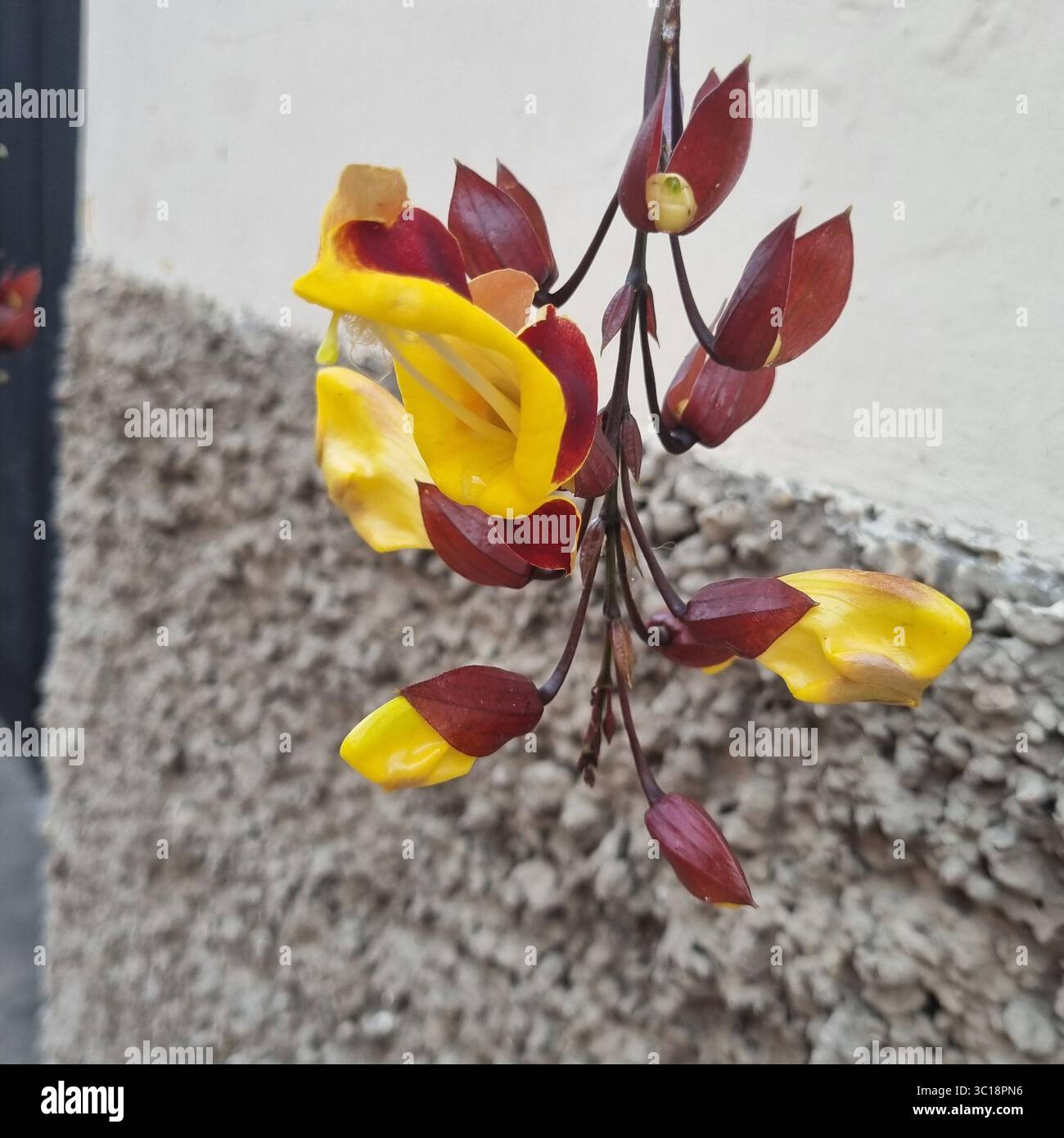 Hanging Flower - Mysore trumpetvine flowers Thunbergia mysorensis - Smartphone Captured Stock Image