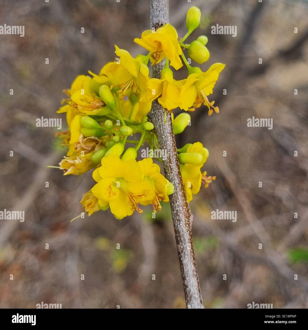 Yellow Flowers in a brush setting - Smartphone Captured Stock Image