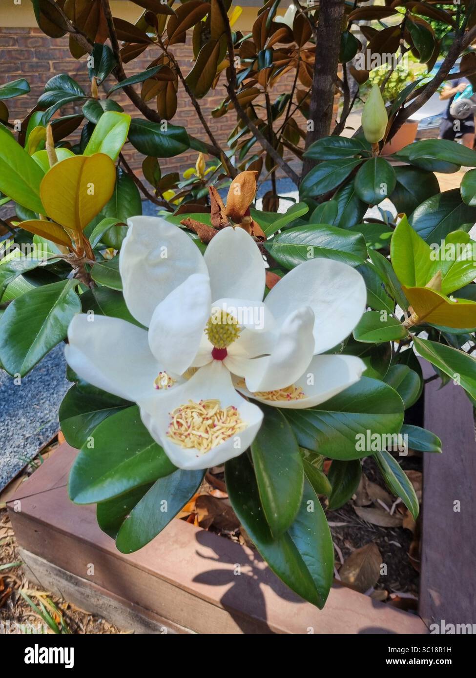 Magnolia Teddy Bear Open Flower - Smartphone Captured Stock Image