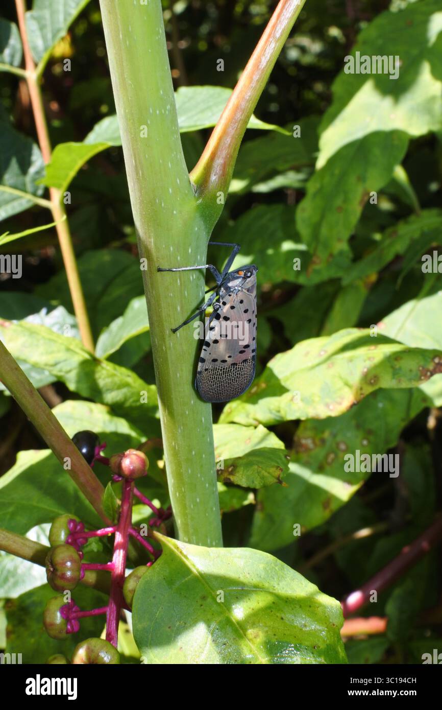 Close up of Spotted Lanternfly Stock Photo