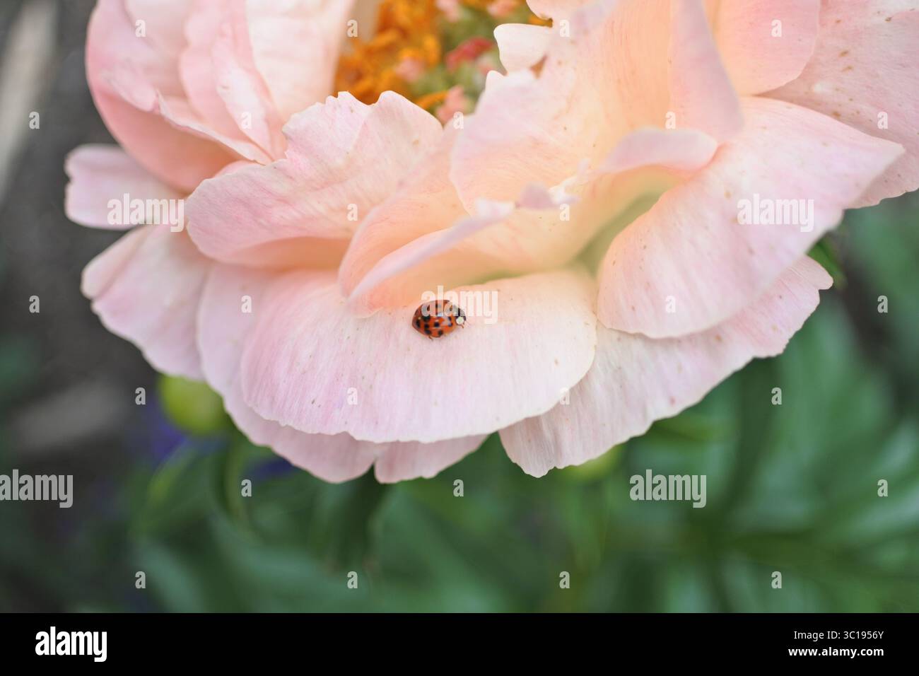 Pink Peony Stock Photo