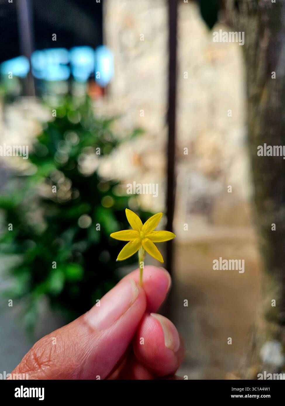 Hypoxis hirsuta (Common name: Yellow Star Grass or Golden Star) Stock Photo
