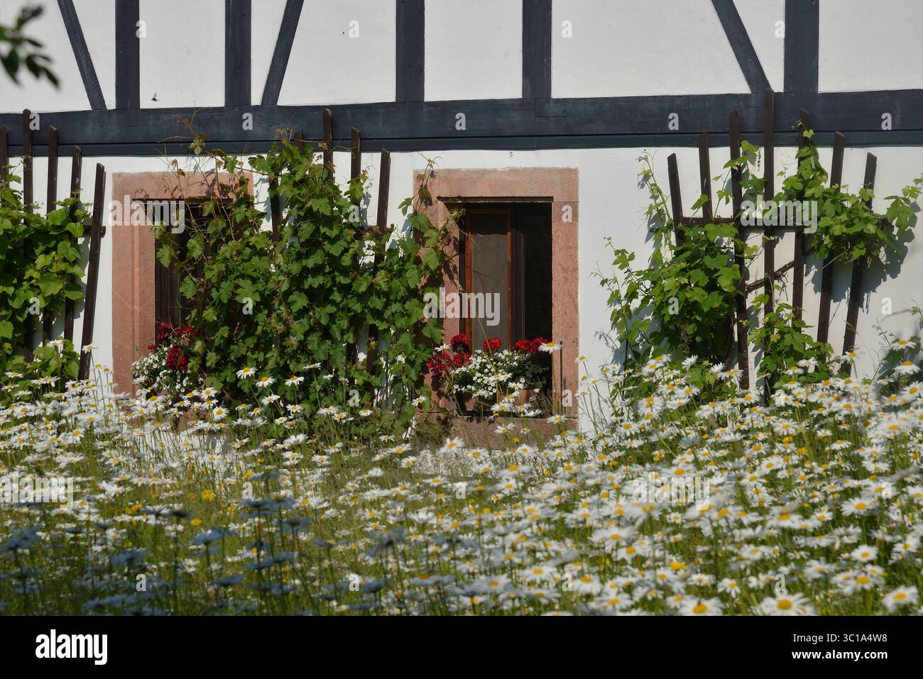 Half-timbered house with grapevines, flower boxes and blooming meadow daisies in the foreground Stock Photo
