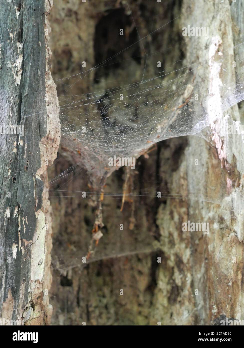Weathered hollow tree stump with a funnel-shaped spider web inside ...