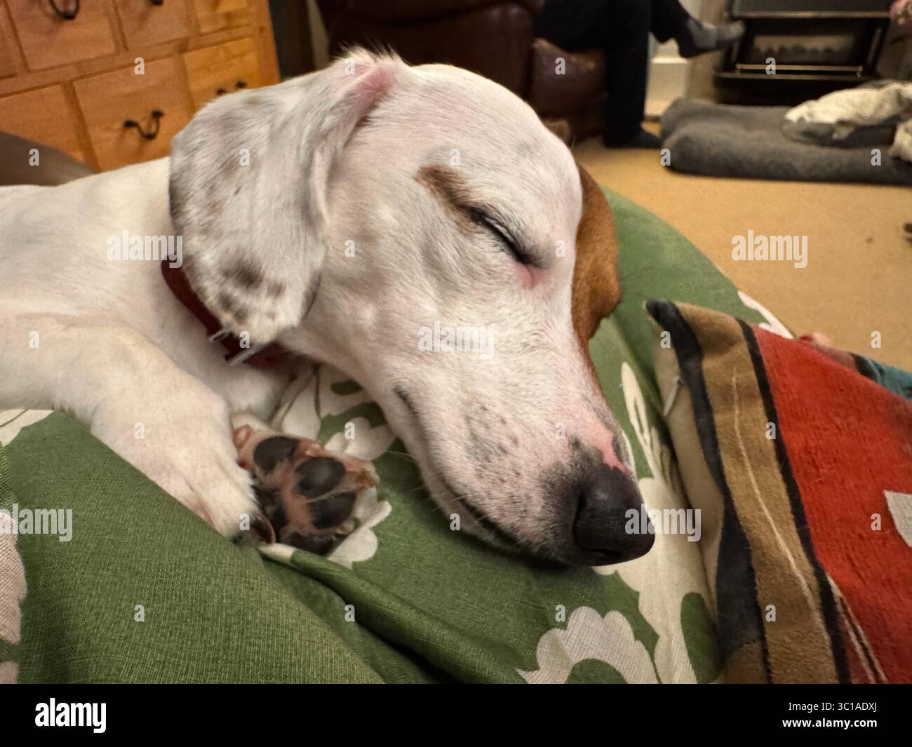 small brown and white dog sleeping peacefully Stock Photo