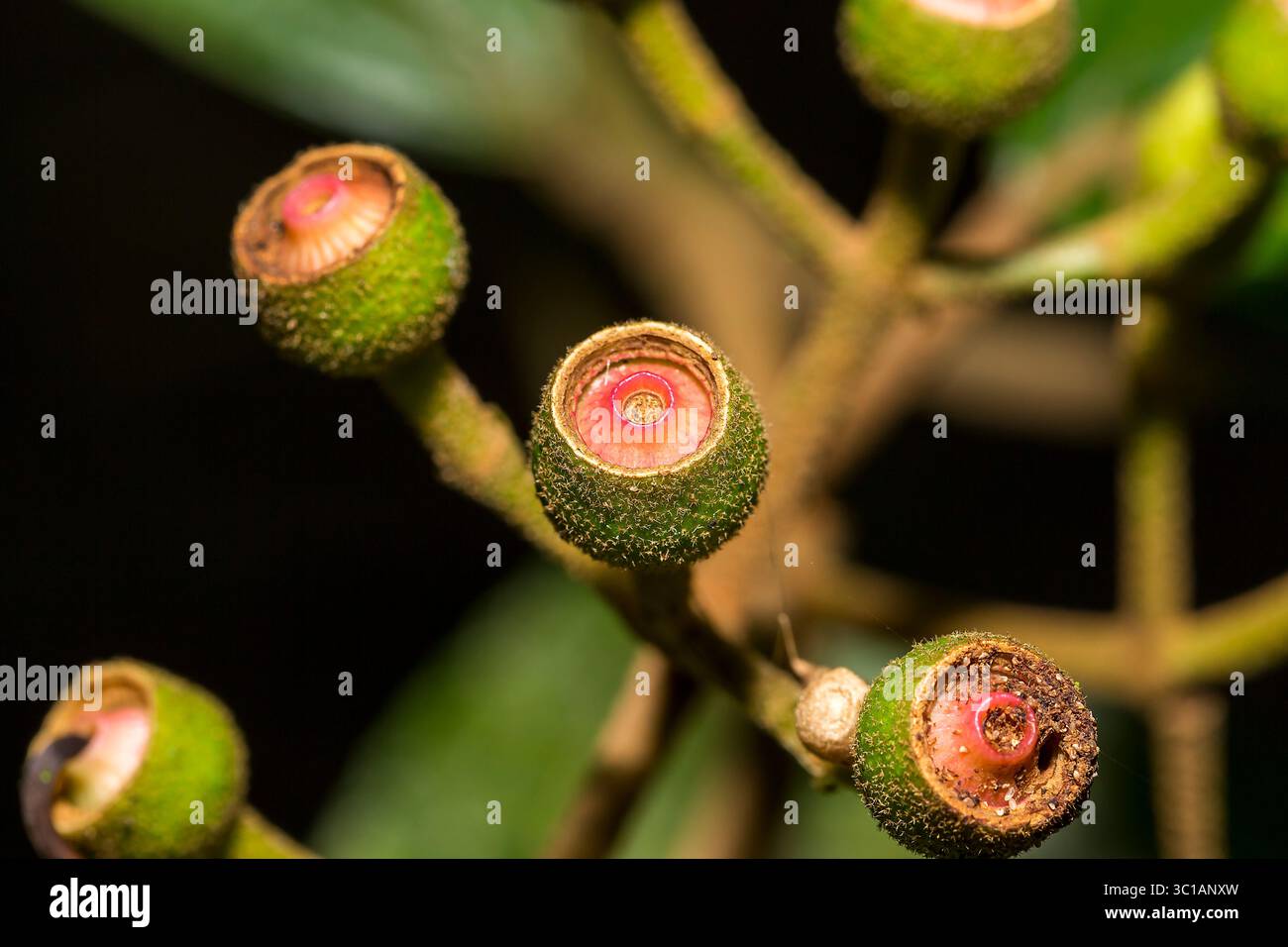 Flower and fruit details at the rainforest near Huatusco, Veracruz ...