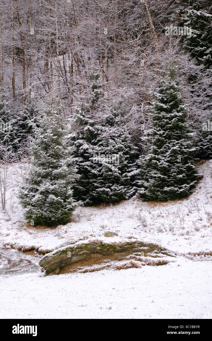 Three fir trees standing together in a snowy Norwegian winter forest, surrounded by nature that has not been altered by humans. Stock Photo