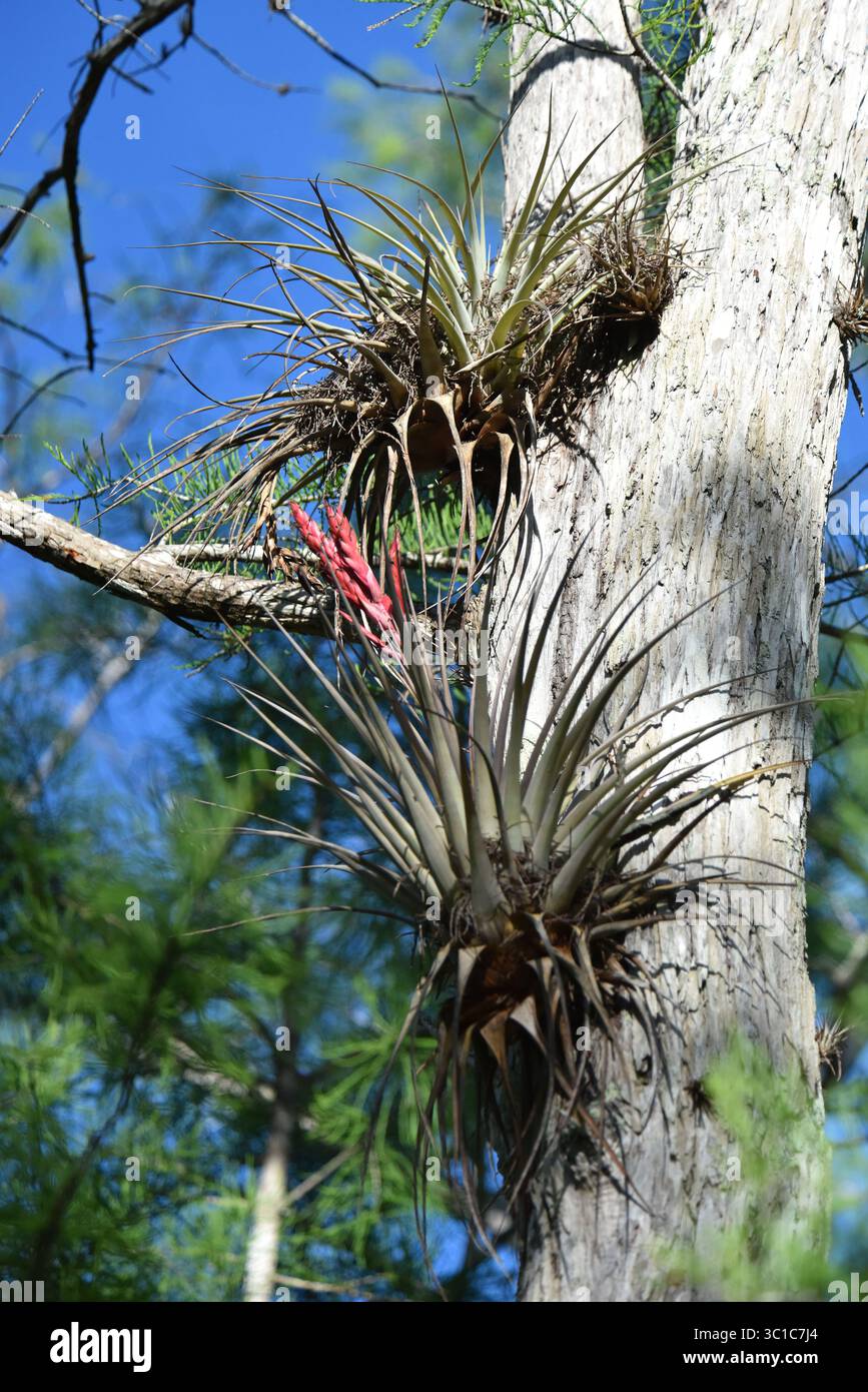 Wild air plant hi-res stock photography and images - Alamy