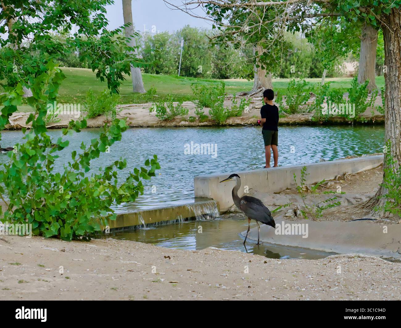 Boy and Great Blue Heron fishing just before sunset. A summer's evening ...