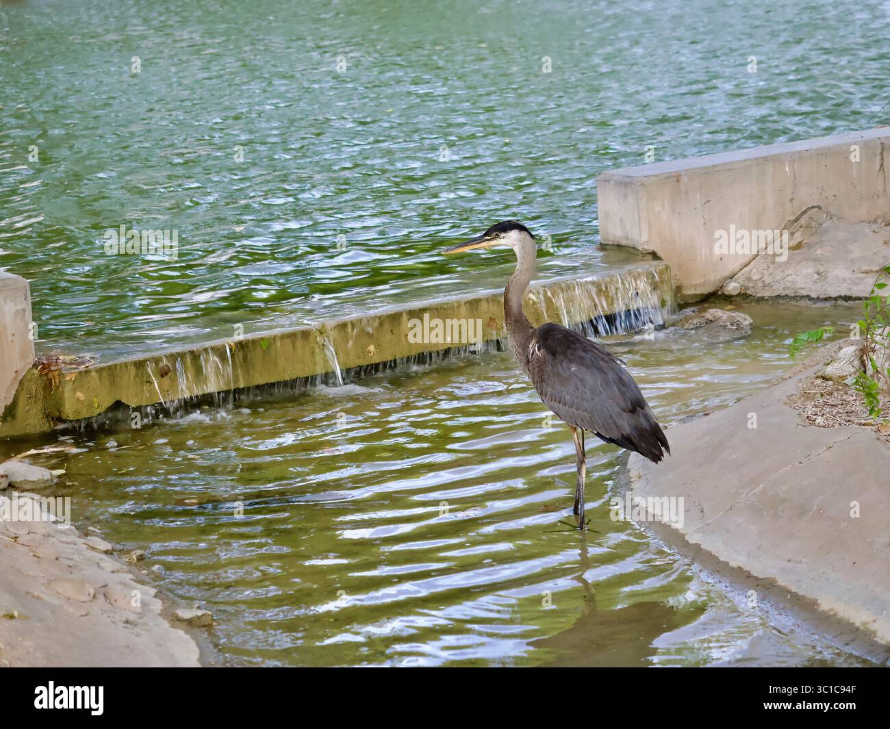 A migratory Great Blue Heron fishing just before sunset. A summer's ...