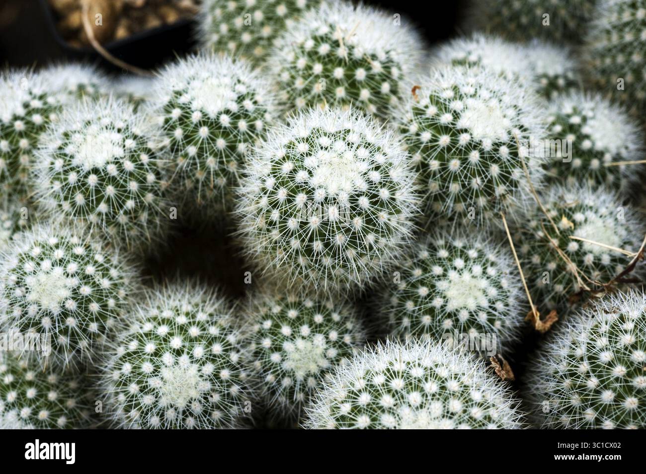 Cactus mammillaria spinosissima hi-res stock photography and images - Alamy