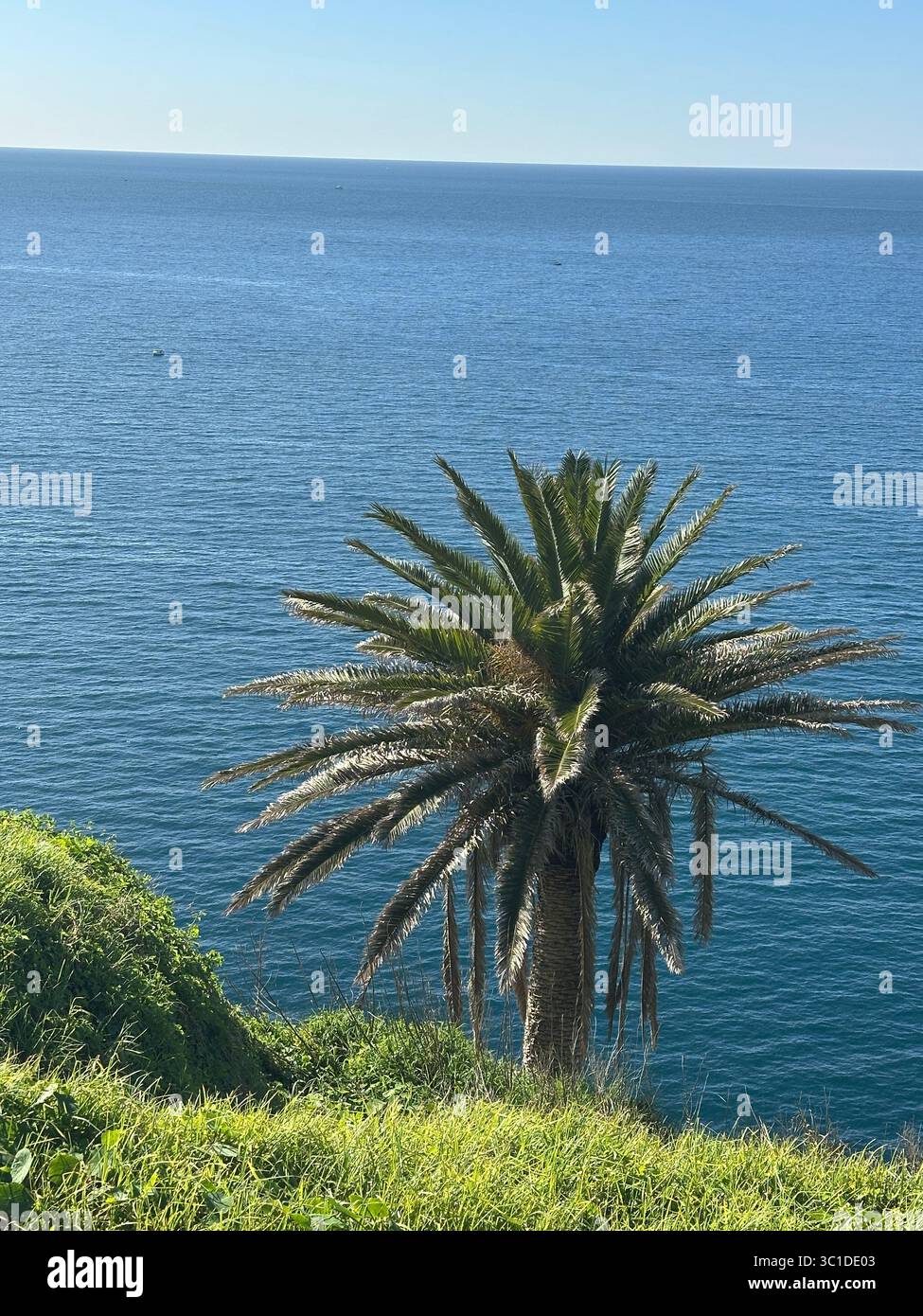 Palm Tree by the Ocean - Smartphone Captured Stock Image