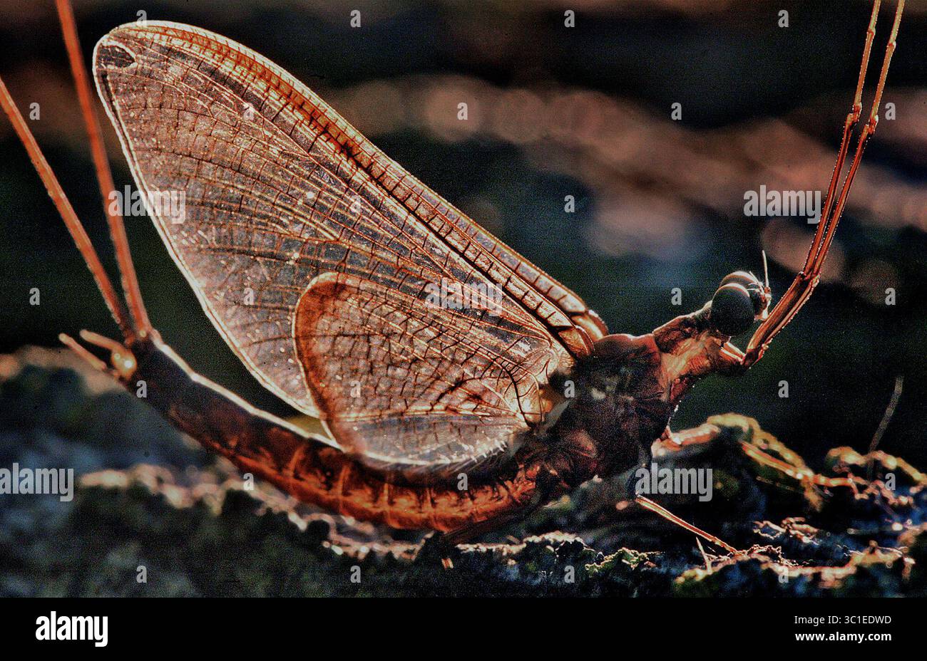 July 20, 2004 - Lake City, Minnesota, United States - /Minneapolis Star Tribune Lake City/July 20, 2004/9:00 AM A mayfly clings to the bark of a tree at a public boat launch in Lake City on Lake Pepin. The recent mayfly hatch has resulted in some unusual incidents, most notable when a swarm of the insects caused a traffic accident along Hwy 63 in pierce County. (Credit Image: Jim Gehrz/Minneapolis Star Tribune/TNS via ZUMA Wire) Stock Photo