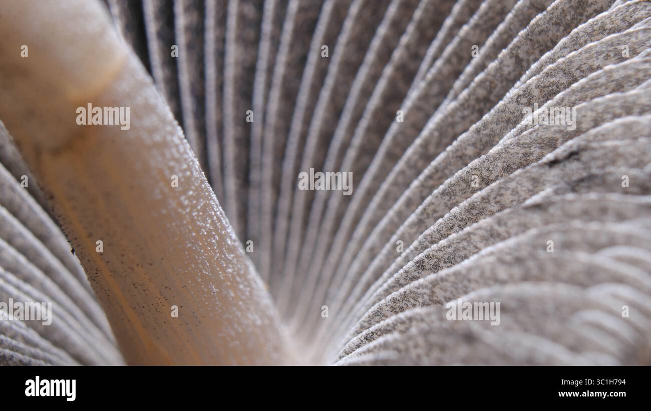 Detailed gill structure hi-res stock photography and images - Alamy