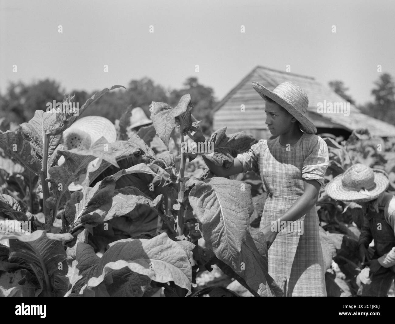 Field of tobacco south carolina Black and White Stock Photos & Images