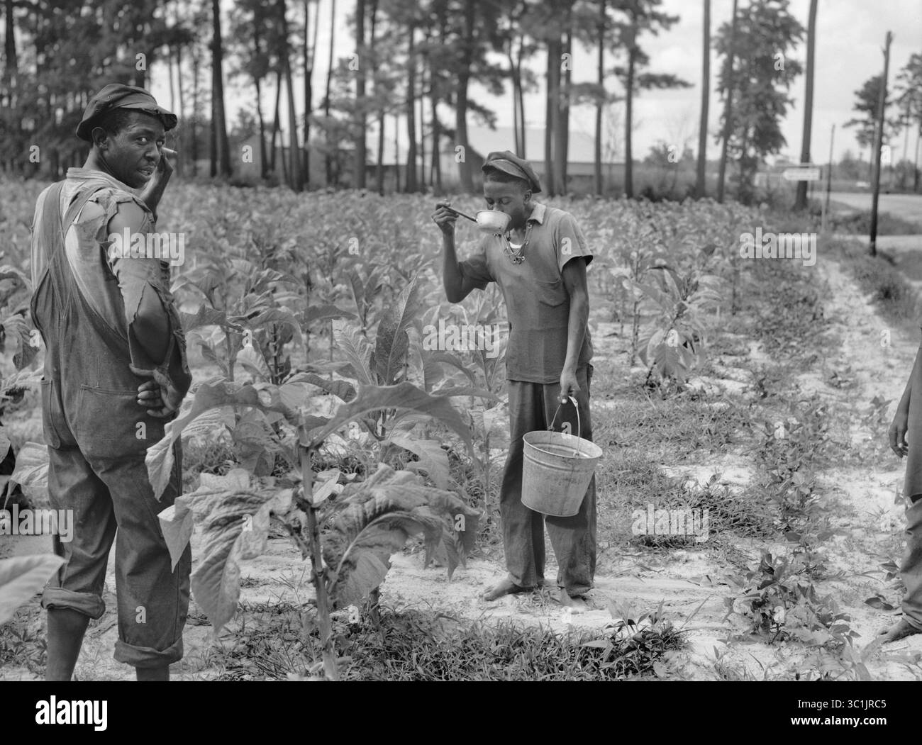tall tobacco plant Pennlan Tobacco