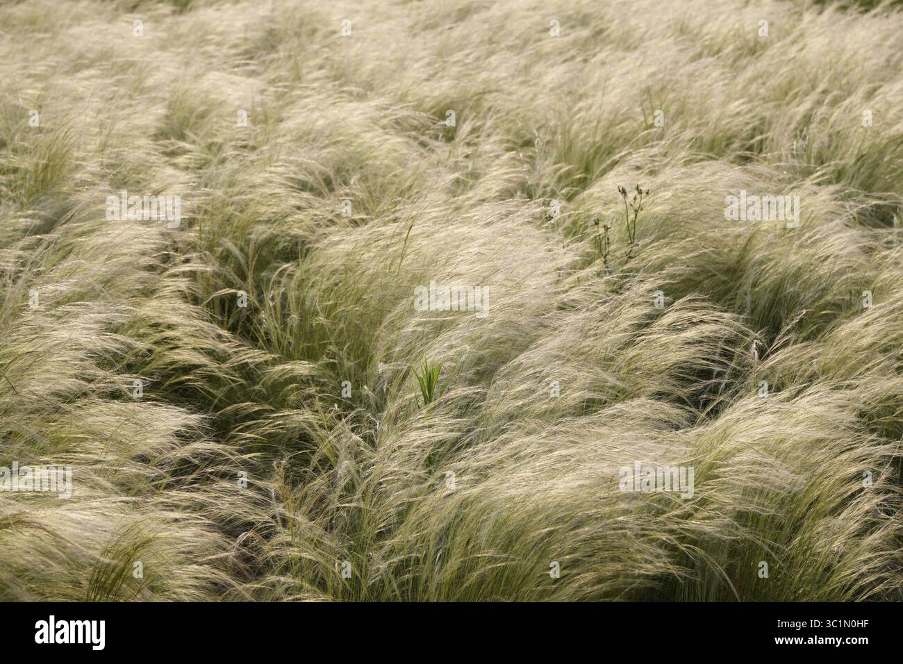 grass in the wind in autumn Stock Photo