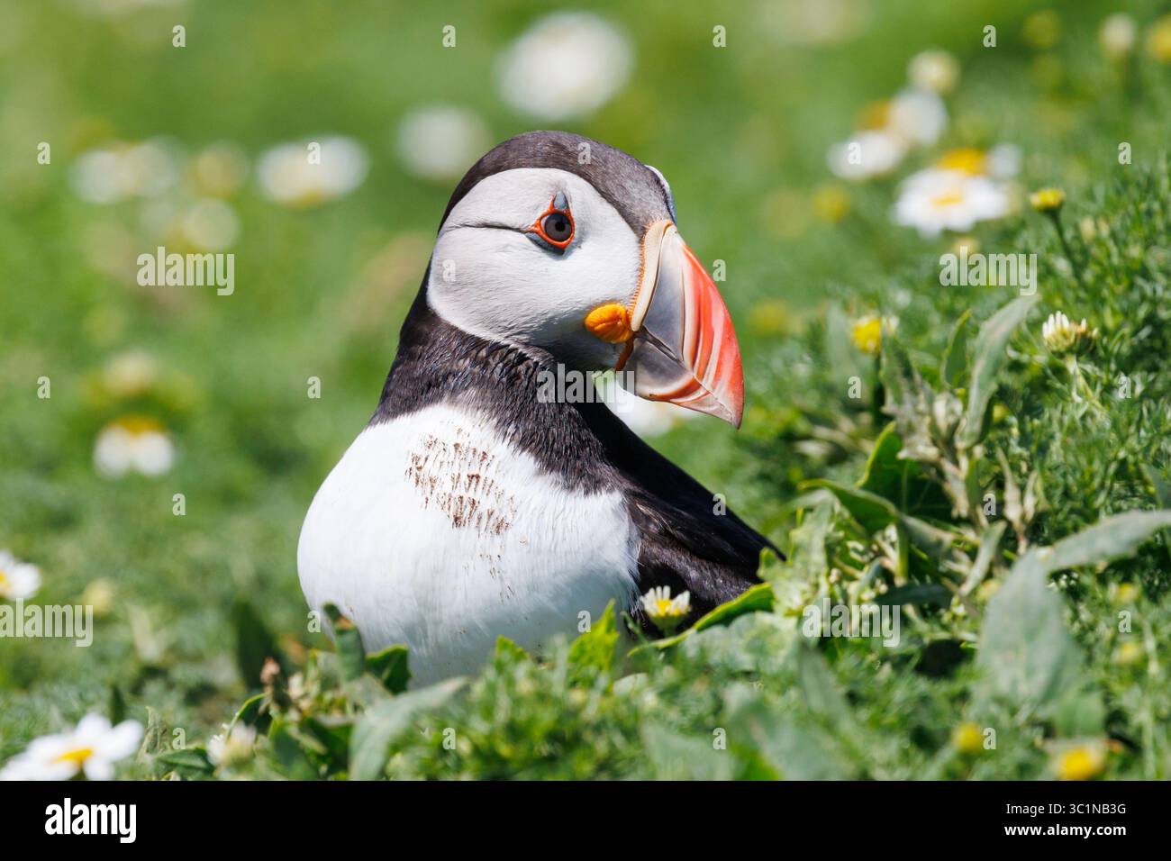 Portrait of a Puffin, Fratercula arctica. A type of Auk