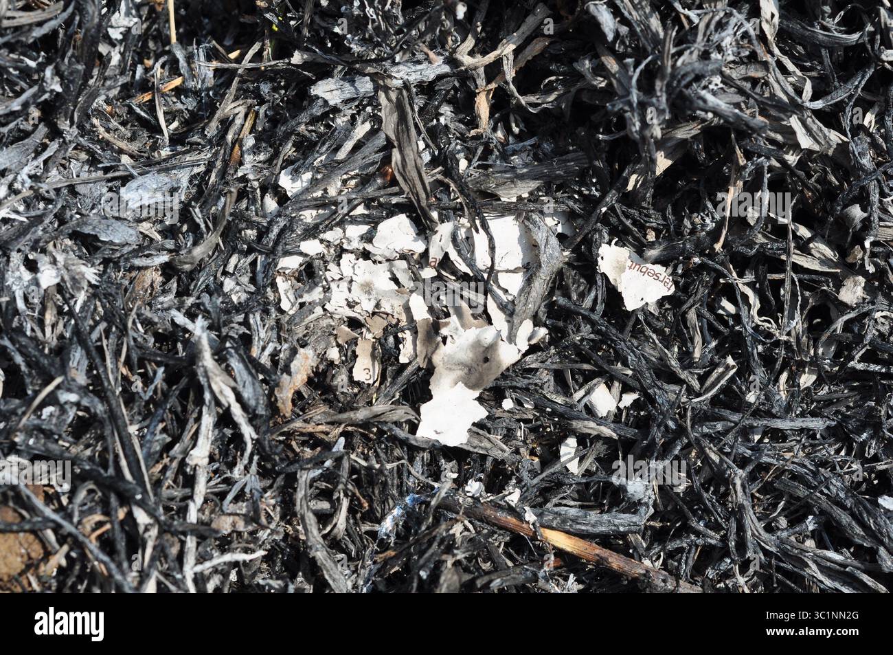 Burned Paper Ashes and Twigs Stock Photo