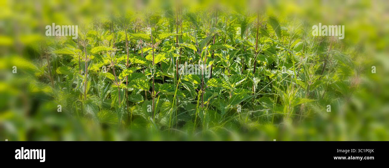 Foliage nettles background image - vignette blur Stock Photo